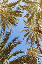 Palm background Palm Alacant holiday travel holidays in Alicante