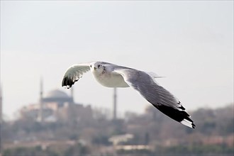 Seagull flying in sky over the sea in Istanbul in the urban environment