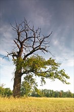 Old oak in the process of dying