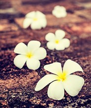Vintage retro effect filtered hipster style travel image of Frangipani plumeria spa flowers on stones