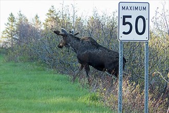 Bull moose watching before to cross a road