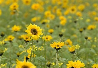 Field with small-flowered sunflowers