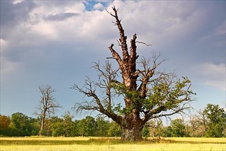 650-year-old oak in the process of dying