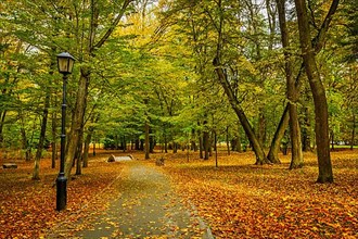 Alley in autumn park with yellow leaves on ground