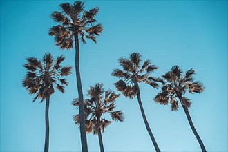 Four palm trees at Santa Monica beach California. Fashion