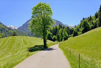 Narrow road leads into the Trettachtal valley near Oberstdorf