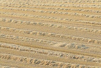 Grain field