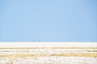 Animals in the distance walk on the dry Etosha salt pan. Etosha National Park