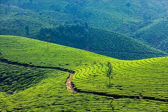 Kerala India travel background