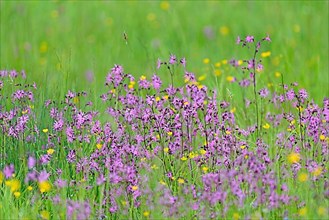 Mountain meadow with wildflowers