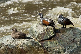 Two males and a female harlequin ducks