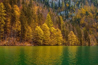 Autumn forest trees reflecting in lake. Koenigssee