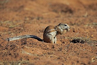 Cape ground squirrel