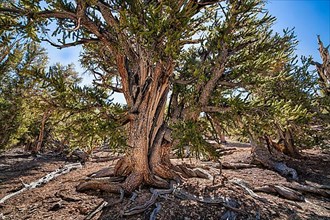 Knotty great basin bristlecone pine
