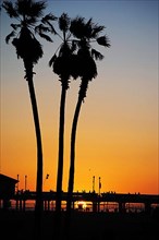 Palm trees at the beach at sunset in California