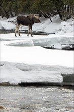 A ten months old bull moose crosses an ice bridge over a frozen river. Alces americanus