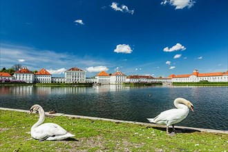 Swans in garden in front of the Nymphenburg Palace. Munich