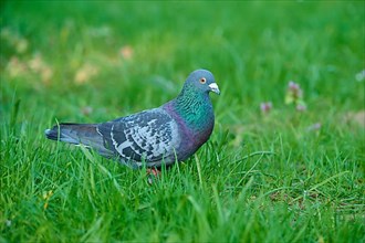 Domestic pigeon in the park at spring