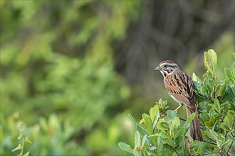 Song sparrow. Melospiza melodia. adult perched in a tree and observing