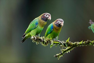 2 brown-hooded parrot