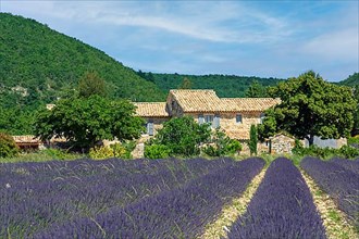 House with lavender field near Banon
