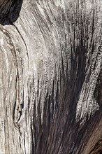 Weathered silver-grey tree bark with structures