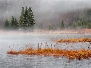 Lake and vegetation with morning mist