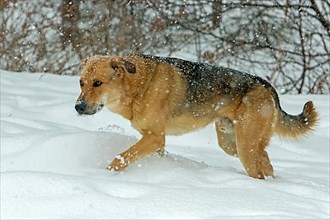 Dog walking in snow