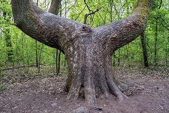 Tree with split trunk