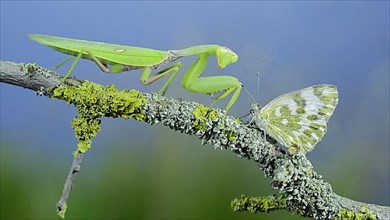 Closeup of Green praying mantis sits on tree branch next to butterfly and looking at on camera. Transcaucasian tree mantis