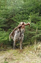 Hunting dog Griffon retrieves red deer