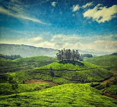 Vintage retro hipster style travel image of tea plantations with grunge texture overlaid. Munnar