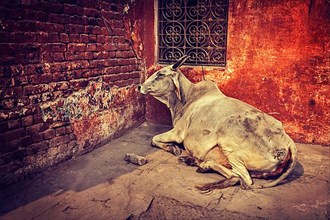 Vintage retro hipster style travel image of indian cow in the street of India