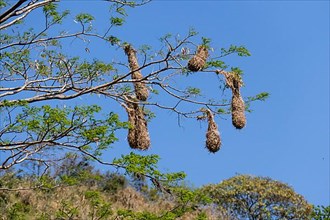Nests of the Montezuma Oropendola