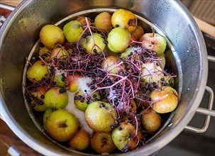 Apples and elderberries in a juicer