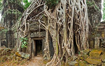 Panorama of ancient stone door and tree roots