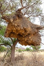Community nest of settler weavers