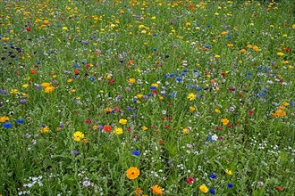 Colourful flower meadow