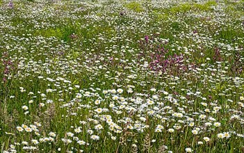 Flower meadow with flowering marguerites