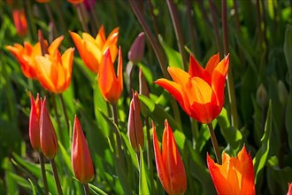 Fresh tulips of orange color in nature in spring time