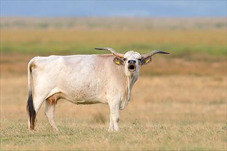 Hungarian Steppe Cattle or Hungarian Grey Cattle