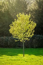 Young tree in spring in sun rays