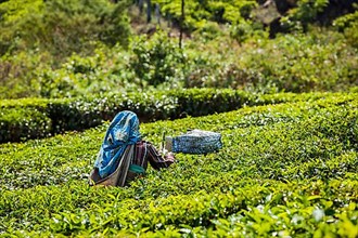 Unidentified Indian woman harvests tea leaves at tea plantation at Munnar. Only the uppermost leaves are collected