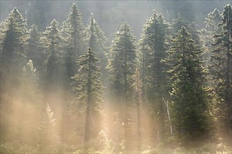 Spruce forest with morning mist and sunrays