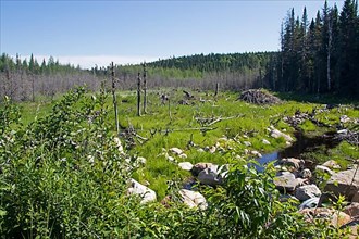 Abandoned North American beaver pond with growing vegetation