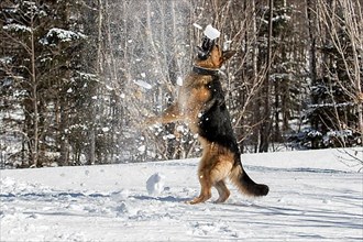 German shepherd playing with snow