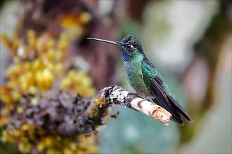 Talamanca hummingbird