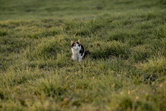 Cat in the meadow at sunset