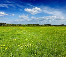 Summer meadow. Bavaria