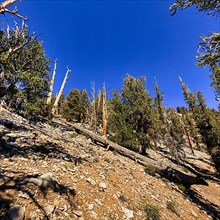 Ancient Bristlecone Pine Forest Reserve